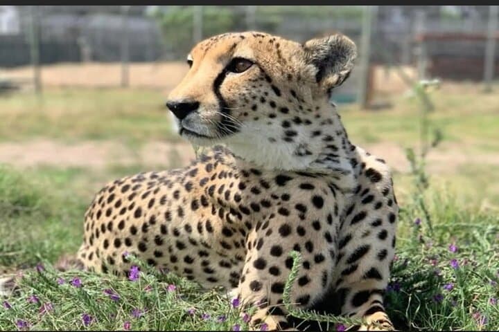 Cape Town Wildlife & Winelands Day Trip: Cheetah Outreach, Giraffe House & Stellenbosch Wines photo 3