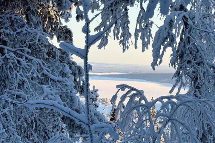 Kiruna Snowshoeing: Guided Daytime Hike through Arctic Forests photo 3