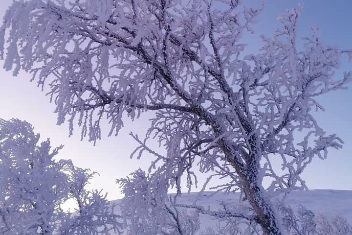 Kiruna Snowshoeing: Guided Daytime Hike through Arctic Forests photo 5
