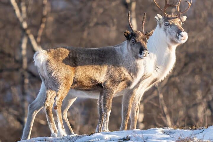 Kiruna Snowshoeing: Guided Daytime Hike through Arctic Forests photo 6