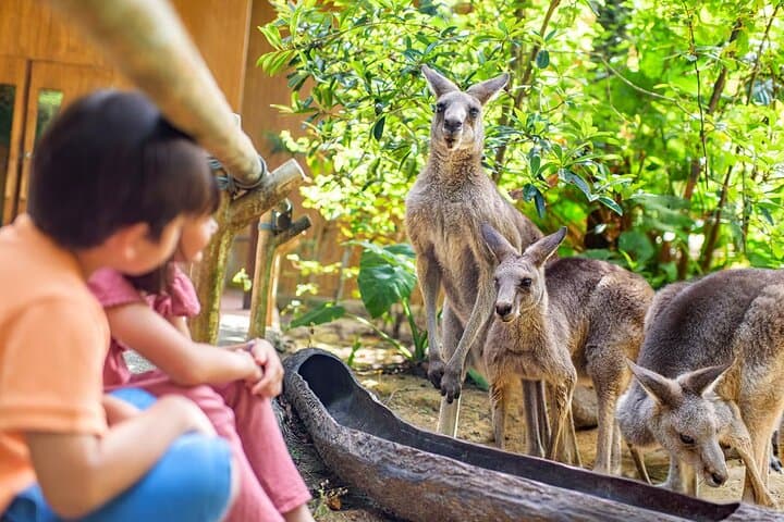 Singapore Zoo: Tram Ride & 11 Themed Zones — Visitor Guide photo 6