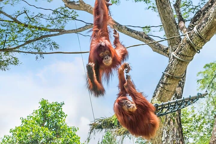 Singapore Zoo: Tram Ride & 11 Themed Zones — Visitor Guide photo 2