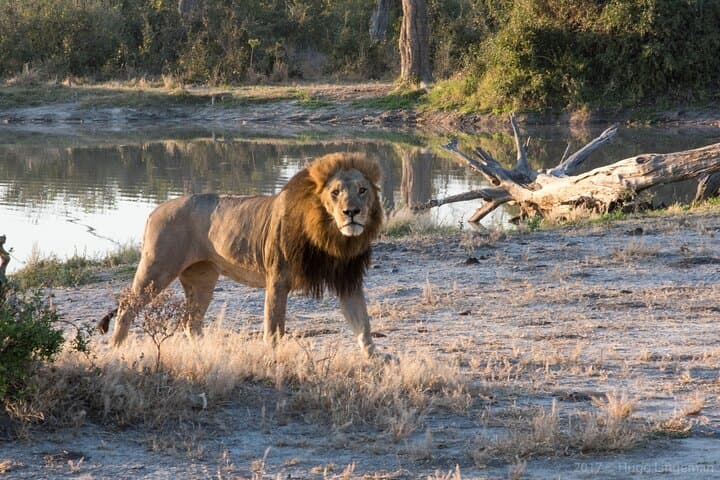 Private Full-Day Chobe Safari: River Cruise and Game Drive from Victoria Falls photo 3