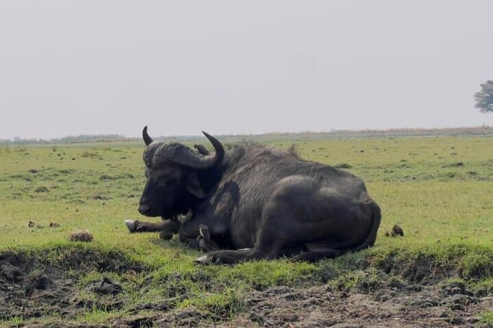 Private Full-Day Chobe Safari: River Cruise and Game Drive from Victoria Falls photo 4