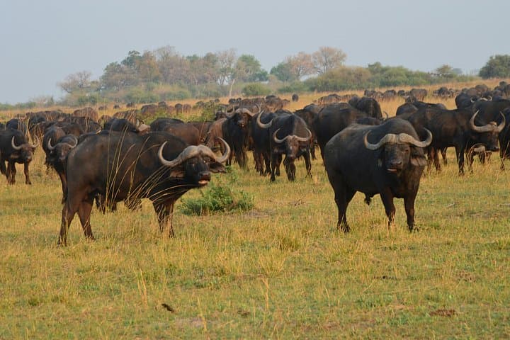 5 Day Vino Safari in Kenya: A Wildlife and Wine Journey through Nairobi, Naivasha & Maasai Mara photo 4