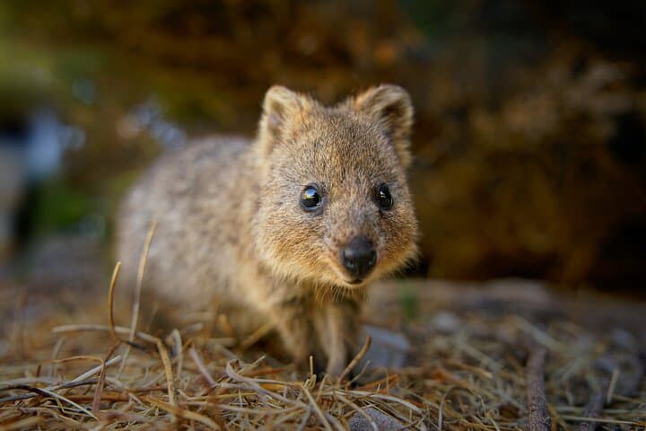 Adelaide Hills Wine & Wildlife Tour — Hahndorf, Mount Lofty & Lunch
