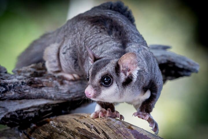 Adelaide Hills Wine & Wildlife Tour — Hahndorf, Mount Lofty & Lunch photo 2