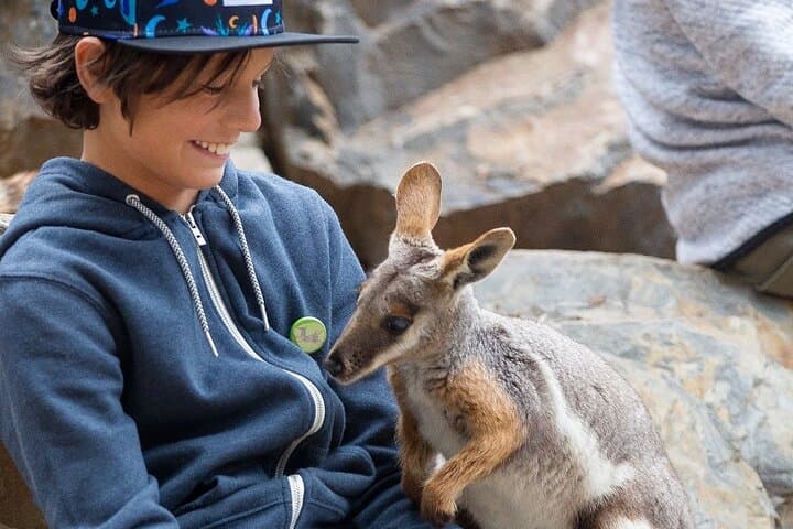 Adelaide Hills Wine & Wildlife Tour — Hahndorf, Mount Lofty & Lunch photo 3