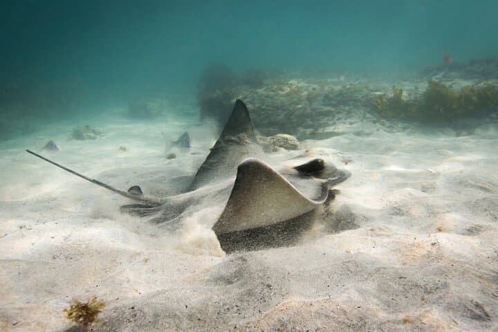 Goat Island Guided Snorkel: Beginner-Friendly Marine Reserve Experience photo 4