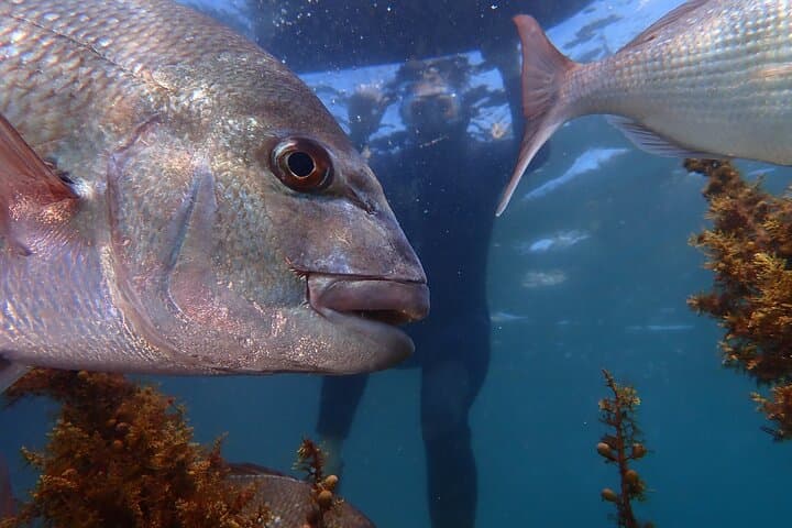 Goat Island Guided Snorkel: Beginner-Friendly Marine Reserve Experience