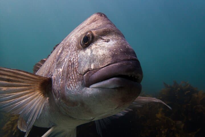 Goat Island Guided Snorkel: Beginner-Friendly Marine Reserve Experience photo 5