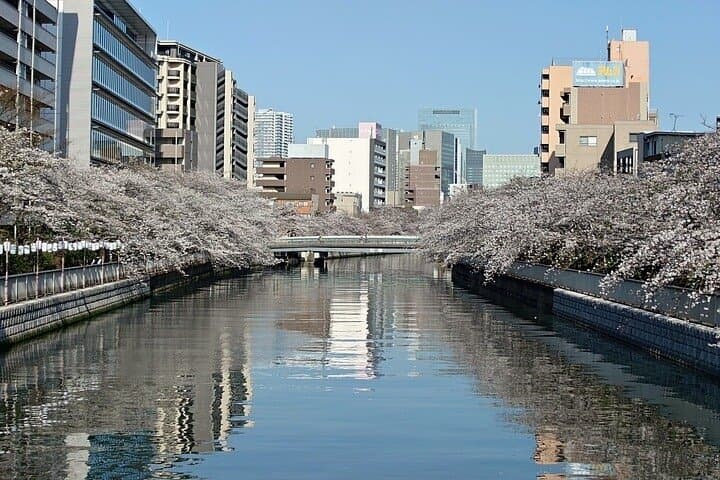Sumida River Cherry Blossom Yakatabune Cruise — Tokyo Hanami Boat Experience photo 2
