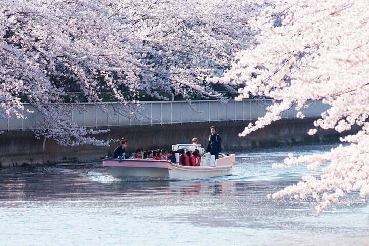 Sumida River Cherry Blossom Yakatabune Cruise — Tokyo Hanami Boat Experience