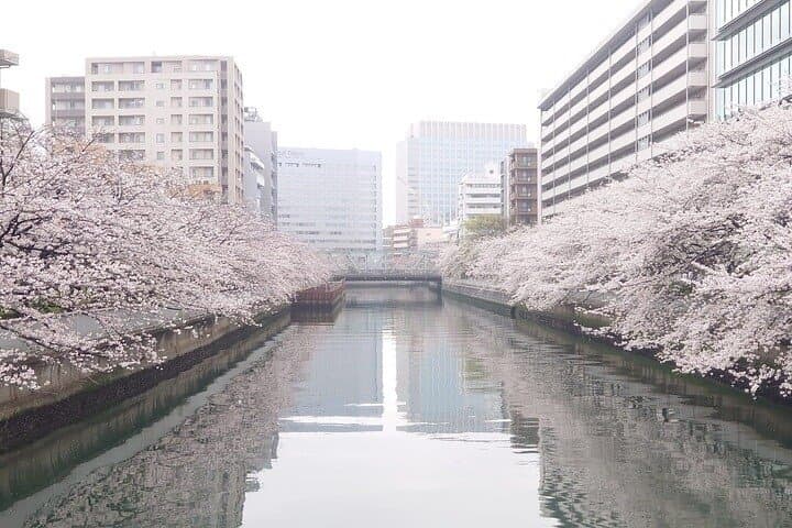 Sumida River Cherry Blossom Yakatabune Cruise — Tokyo Hanami Boat Experience photo 6