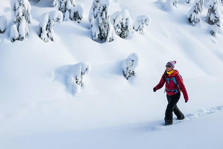Abisko Arctic Photo Snowshoe Hike — Guided Winter Photography Tour photo 1