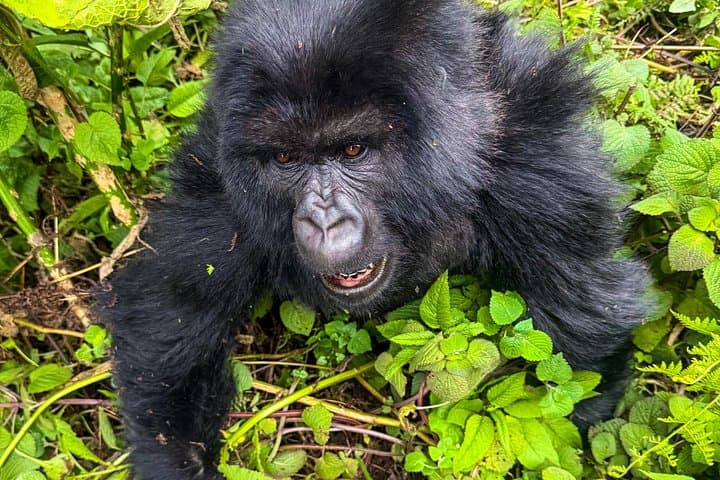 4-Day Rwanda Gorilla & Chimpanzee Trekking Tour: Volcanoes, Lake Kivu & Nyungwe