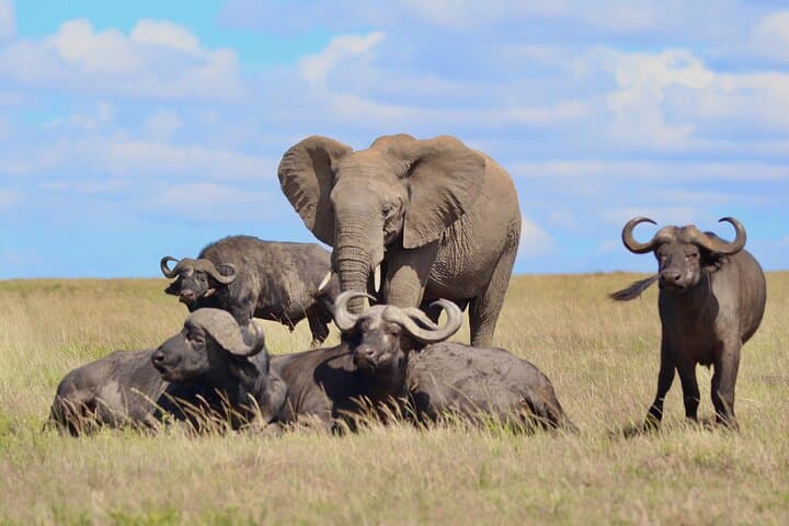 Full-Day Maasai Mara Safari from Nairobi: Game Drives, Wildlife & Practical Tips photo 1