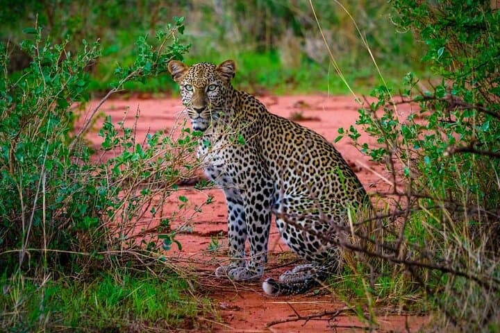 3-Day Tsavo Safari: East & West from Diani or Mombasa