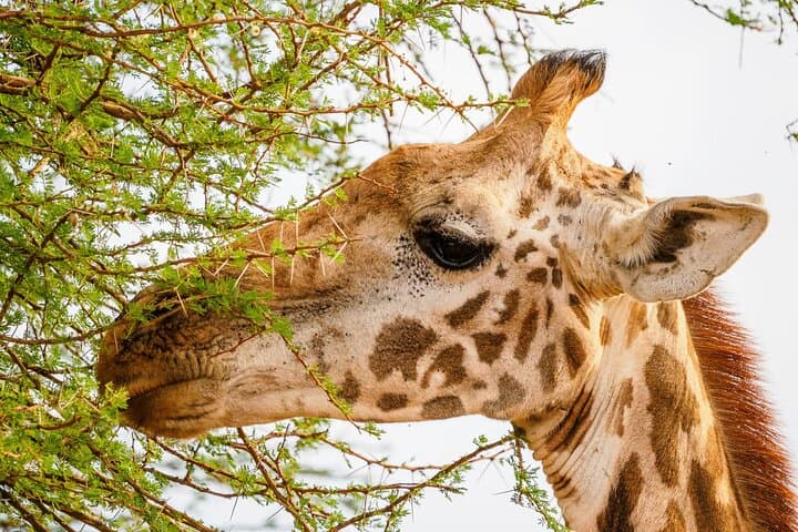 3-Day Tsavo Safari: East & West from Diani or Mombasa photo 3