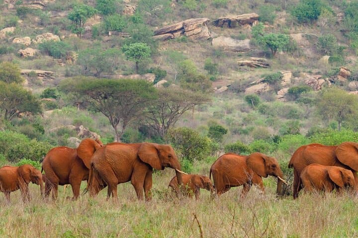 3-Day Tsavo Safari: East & West from Diani or Mombasa photo 5