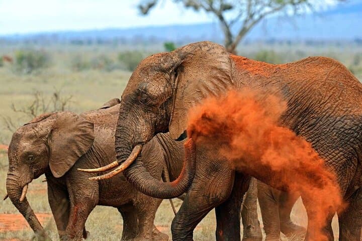 3-Day Tsavo Safari: East & West from Diani or Mombasa photo 6