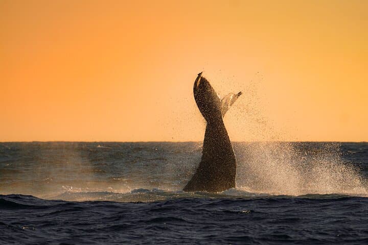 Sunrise Whale Watching with Marine Biologist in Cabo San Lucas photo 3