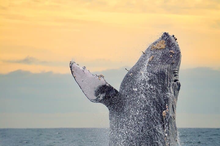 Sunrise Whale Watching with Marine Biologist in Cabo San Lucas