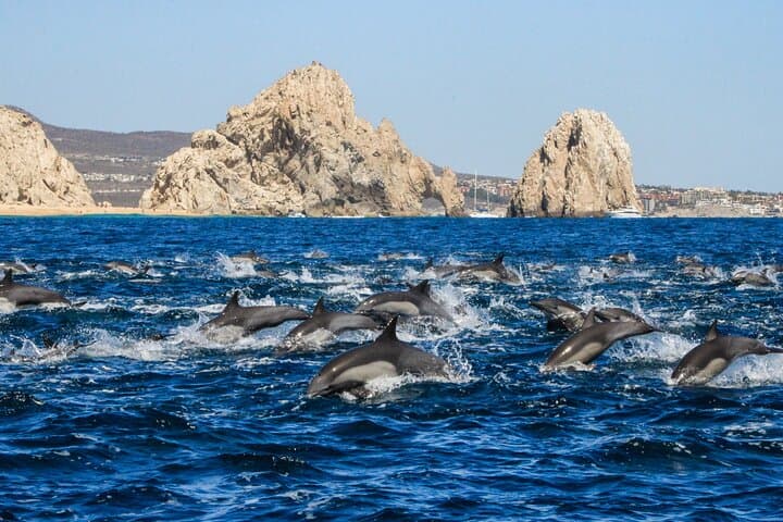 Sunrise Whale Watching with Marine Biologist in Cabo San Lucas photo 5