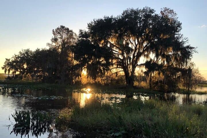 1-Hour Everglades Wildlife Tour from Orlando — Alligator & Birdwatching Quick Trip photo 3