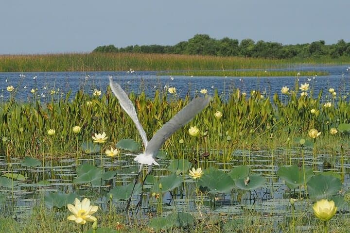 1-Hour Everglades Wildlife Tour from Orlando — Alligator & Birdwatching Quick Trip photo 4