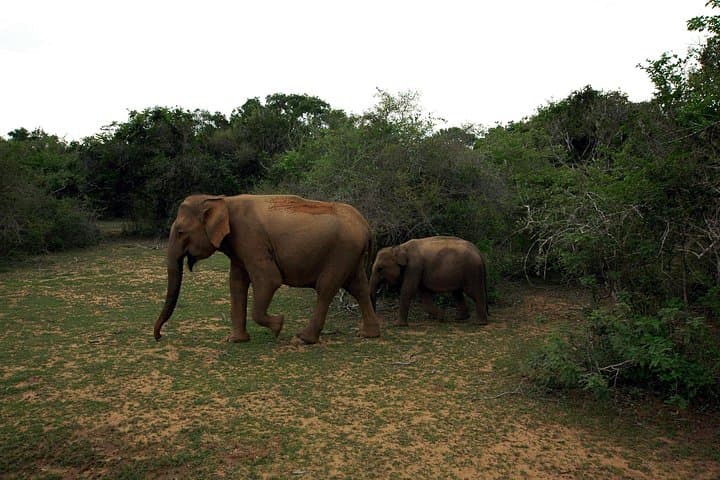 14-Day Sri Lanka Cultural Triangle, Hill Country & Safari Adventure photo 2
