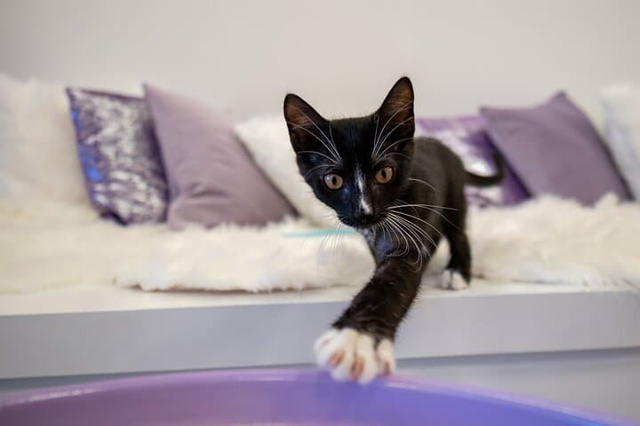 Cat Xperience in Austin: Play, Sip, and Meet Rescue Cats at the City’s Only Cat Lounge photo 6