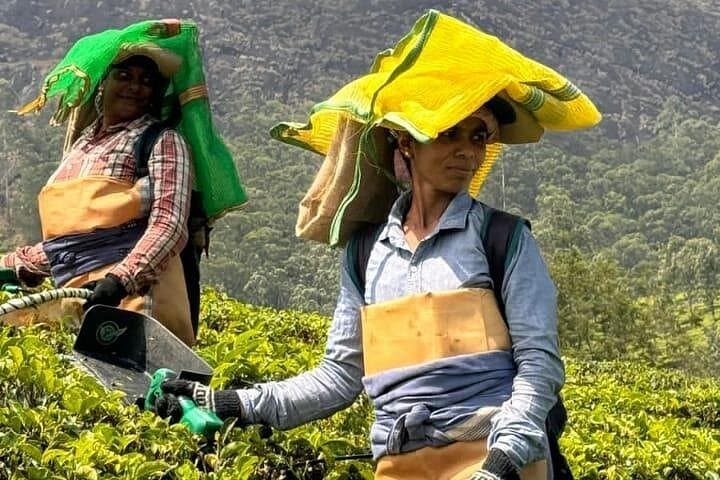 Tea Plantation Walk in Munnar: Lakshmi Estate Plucking Experience & CSI Church Visit photo 3