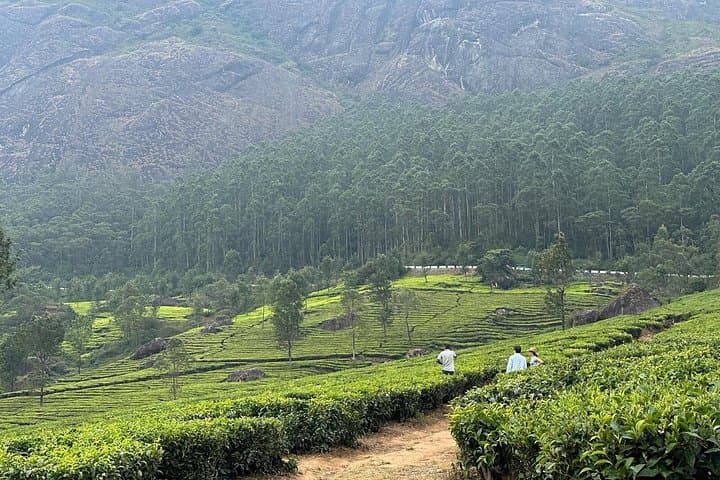 Tea Plantation Walk in Munnar: Lakshmi Estate Plucking Experience & CSI Church Visit photo 4