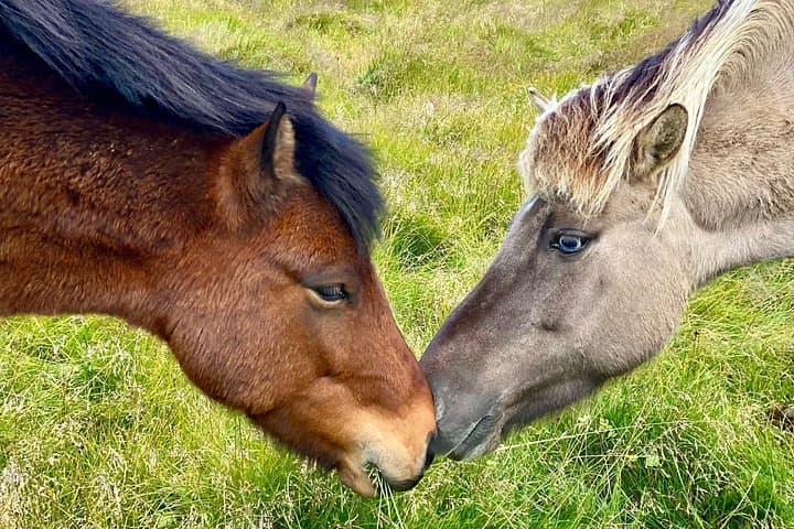Farm Stay and Two-Day Golden & Silver Circle Adventure from Reykjavik