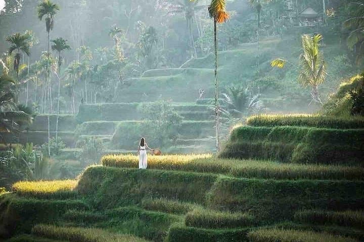 Ubud All-Inclusive Private Guide Tour — Monkey Forest, Tegalalang Rice Terraces & Jungle Swing