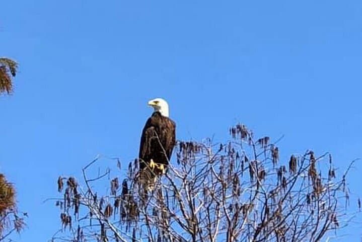 1-Hour Everglades Wildlife Tour from Orlando — Alligator & Birdwatching Quick Trip photo 5