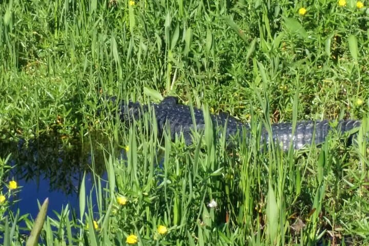 1-Hour Everglades Wildlife Tour from Orlando — Alligator & Birdwatching Quick Trip photo 6