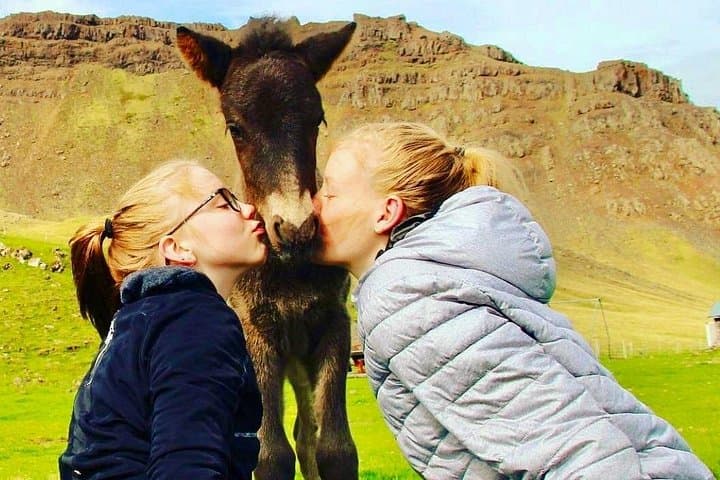 Farm Stay and Two-Day Golden & Silver Circle Adventure from Reykjavik photo 2