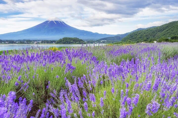 Day Trip to Mt. Fuji: Oshino Hakkai, 5th Station & Gotemba Outlets photo 4