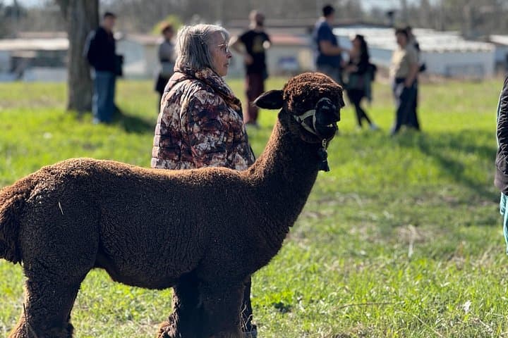 Alpaca Walk at Cascina Cassotti Balbo — Urban Alpacas Near Turin photo 4