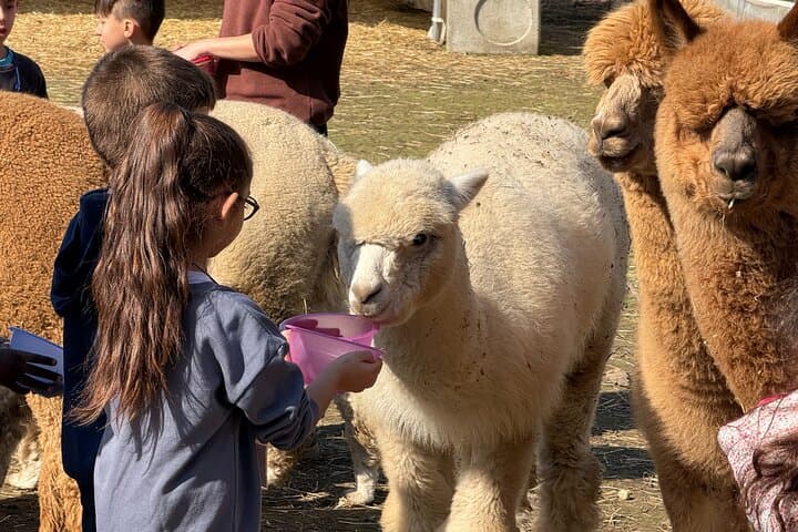 Meet the Alpacas of Monviso: Guided Educational Farm Visit in Turin