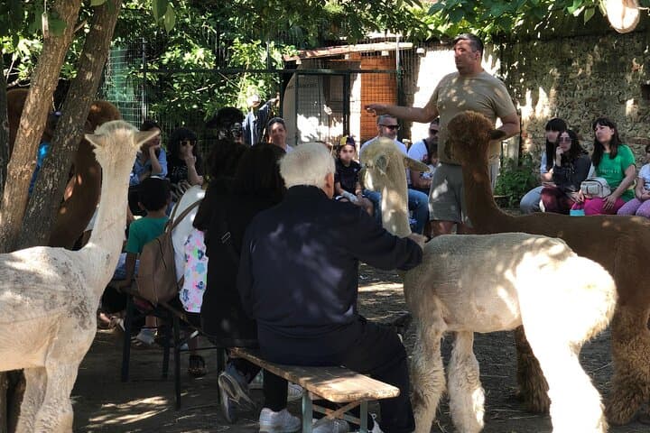 Meet the Alpacas of Monviso: Guided Educational Farm Visit in Turin photo 2