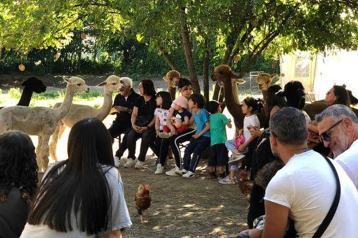 Meet the Alpacas of Monviso: Guided Educational Farm Visit in Turin photo 3