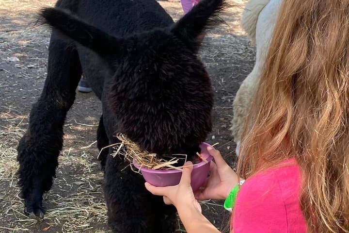 Meet the Alpacas of Monviso: Guided Educational Farm Visit in Turin photo 5