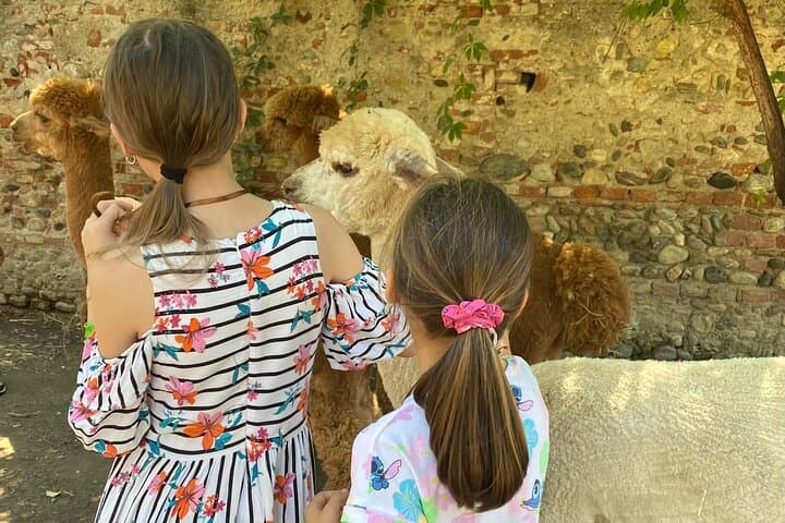 Meet the Alpacas of Monviso: Guided Educational Farm Visit in Turin photo 6