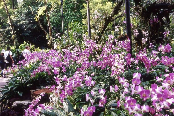 Singapore National Orchid Garden Tickets & Visitor Guide photo 5