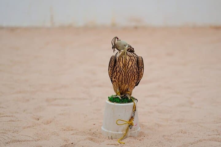 Explore Qatar in 48 Hours: Desert Dunes, Mangrove Kayaks & Doha Culture photo 4