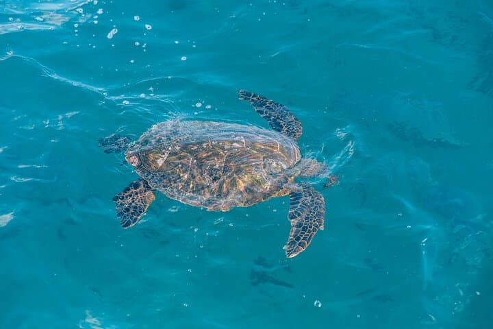 Waikiki Sunset Turtle Snorkel: Sea Scooters, SUP & Guided Ocean Tour photo 2
