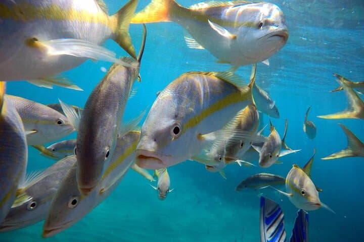 Sosua Beach Snorkeling: Explore Sosua Bay’s Clear Reefs on a Half-Day Excursion